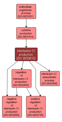GO:0032615 - interleukin-12 production (interactive image map)