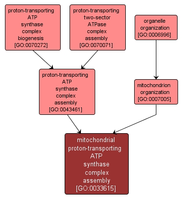 GO:0033615 - mitochondrial proton-transporting ATP synthase complex assembly (interactive image map)