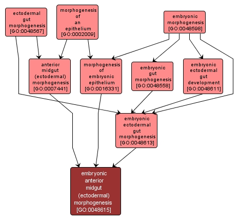 GO:0048615 - embryonic anterior midgut (ectodermal) morphogenesis (interactive image map)