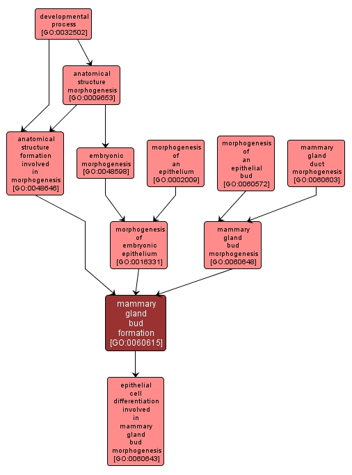 GO:0060615 - mammary gland bud formation (interactive image map)