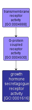 GO:0001616 - growth hormone secretagogue receptor activity (interactive image map)