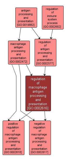 GO:0002616 - regulation of macrophage antigen processing and presentation (interactive image map)