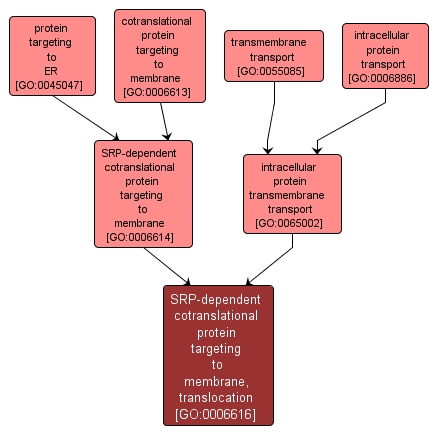 GO:0006616 - SRP-dependent cotranslational protein targeting to membrane, translocation (interactive image map)