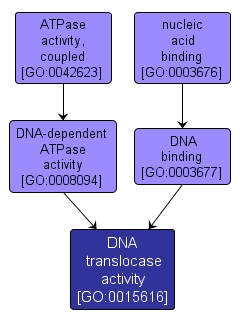 GO:0015616 - DNA translocase activity (interactive image map)