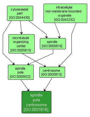 GO:0031616 - spindle pole centrosome (interactive image map)