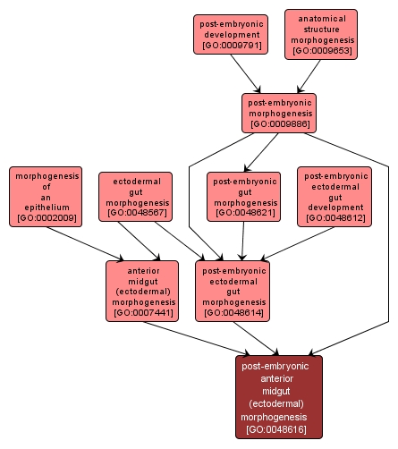GO:0048616 - post-embryonic anterior midgut (ectodermal) morphogenesis (interactive image map)
