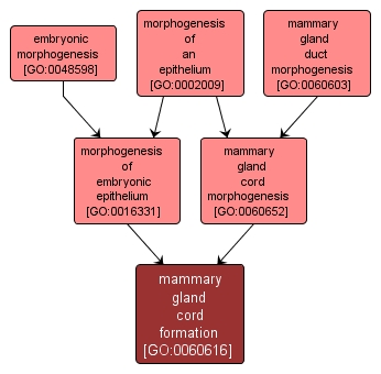 GO:0060616 - mammary gland cord formation (interactive image map)