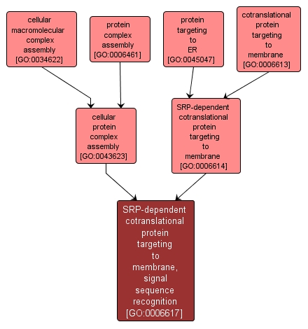 GO:0006617 - SRP-dependent cotranslational protein targeting to membrane, signal sequence recognition (interactive image map)