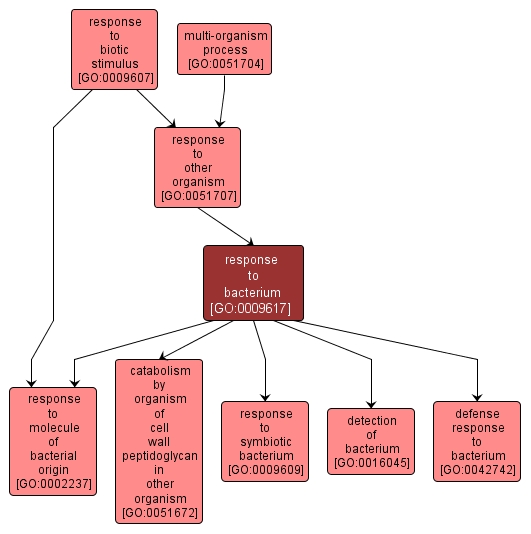 GO:0009617 - response to bacterium (interactive image map)