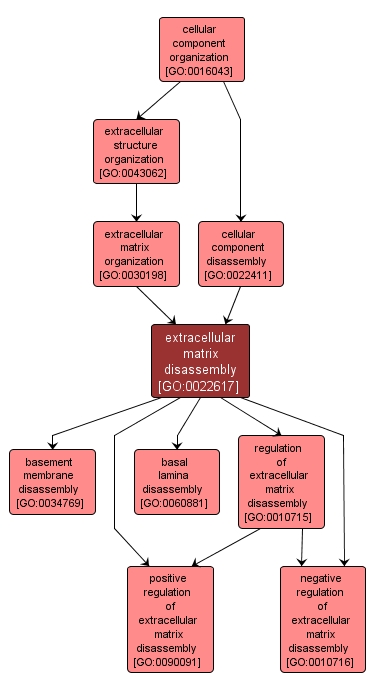 GO:0022617 - extracellular matrix disassembly (interactive image map)