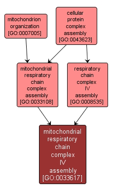 GO:0033617 - mitochondrial respiratory chain complex IV assembly (interactive image map)