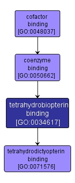 GO:0034617 - tetrahydrobiopterin binding (interactive image map)