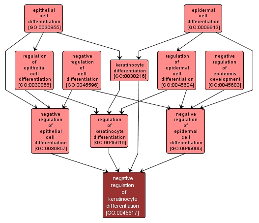 GO:0045617 - negative regulation of keratinocyte differentiation (interactive image map)