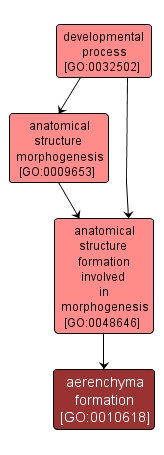 GO:0010618 - aerenchyma formation (interactive image map)