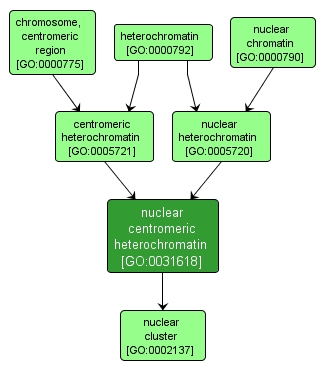 GO:0031618 - nuclear centromeric heterochromatin (interactive image map)