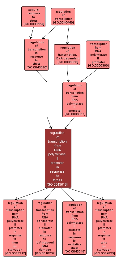 GO:0043618 - regulation of transcription from RNA polymerase II promoter in response to stress (interactive image map)