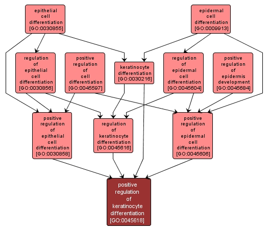 GO:0045618 - positive regulation of keratinocyte differentiation (interactive image map)