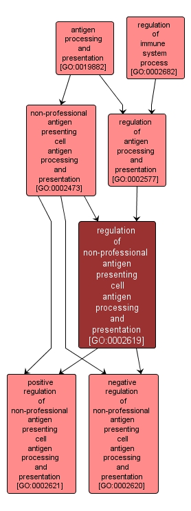 GO:0002619 - regulation of non-professional antigen presenting cell antigen processing and presentation (interactive image map)