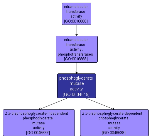 GO:0004619 - phosphoglycerate mutase activity (interactive image map)