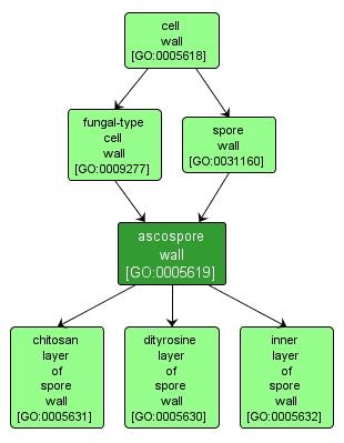 GO:0005619 - ascospore wall (interactive image map)