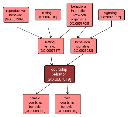 GO:0007619 - courtship behavior (interactive image map)