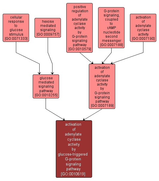 GO:0010619 - activation of adenylate cyclase activity by glucose-triggered G-protein signaling pathway (interactive image map)