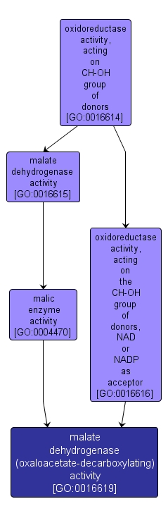 GO:0016619 - malate dehydrogenase (oxaloacetate-decarboxylating) activity (interactive image map)