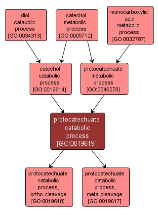 GO:0019619 - protocatechuate catabolic process (interactive image map)