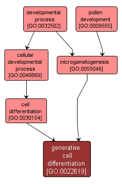 GO:0022619 - generative cell differentiation (interactive image map)