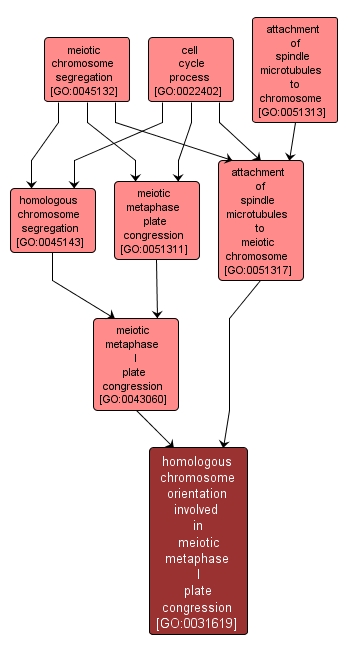 GO:0031619 - homologous chromosome orientation involved in meiotic metaphase I plate congression (interactive image map)