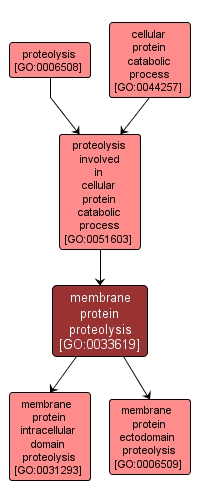 GO:0033619 - membrane protein proteolysis (interactive image map)