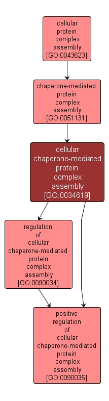 GO:0034619 - cellular chaperone-mediated protein complex assembly (interactive image map)