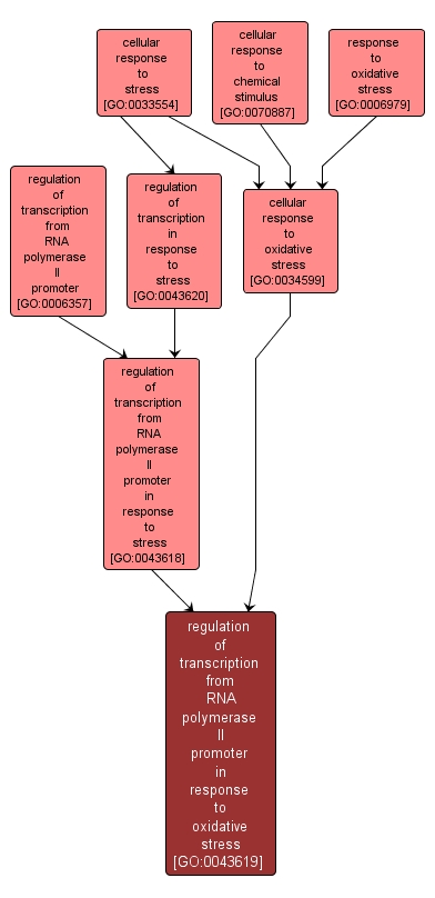 GO:0043619 - regulation of transcription from RNA polymerase II promoter in response to oxidative stress (interactive image map)