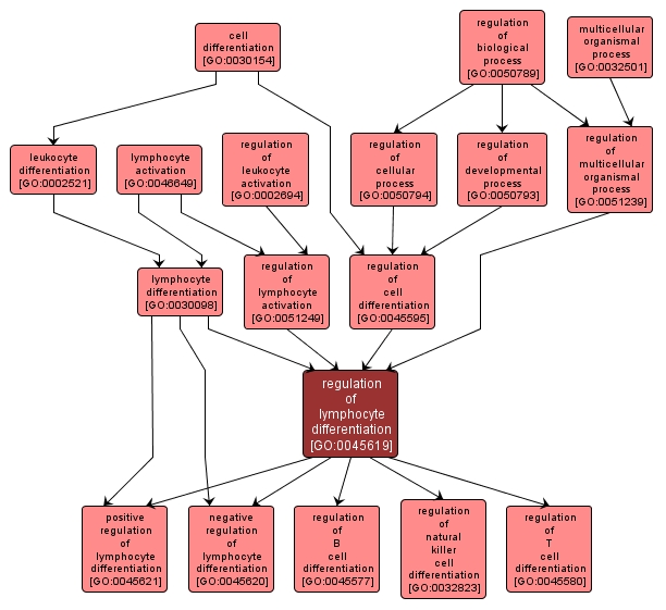 GO:0045619 - regulation of lymphocyte differentiation (interactive image map)