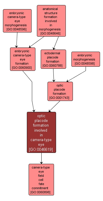 GO:0046619 - optic placode formation involved in camera-type eye (interactive image map)