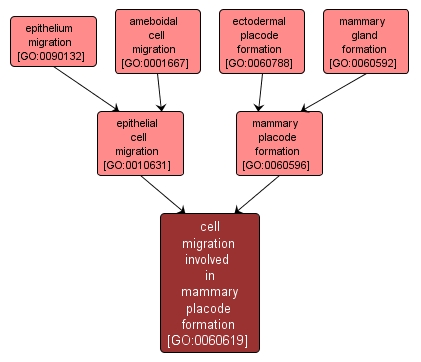 GO:0060619 - cell migration involved in mammary placode formation (interactive image map)