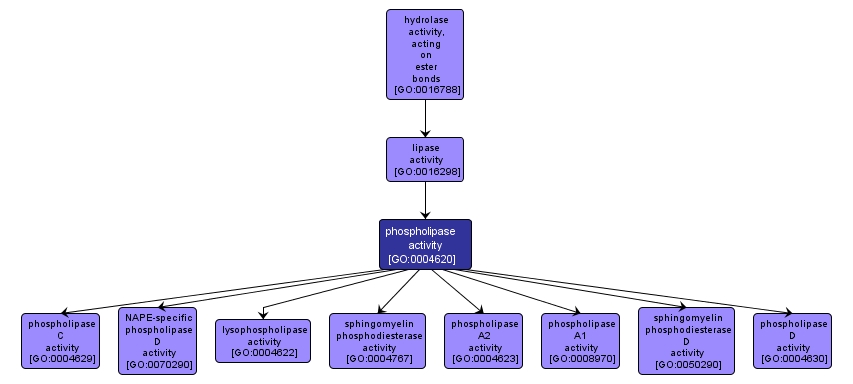 GO:0004620 - phospholipase activity (interactive image map)