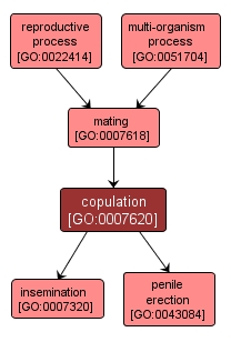 GO:0007620 - copulation (interactive image map)