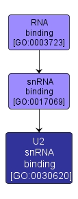 GO:0030620 - U2 snRNA binding (interactive image map)