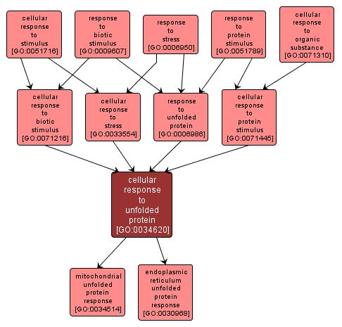 GO:0034620 - cellular response to unfolded protein (interactive image map)