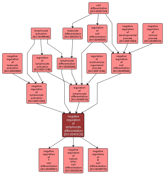 GO:0045620 - negative regulation of lymphocyte differentiation (interactive image map)