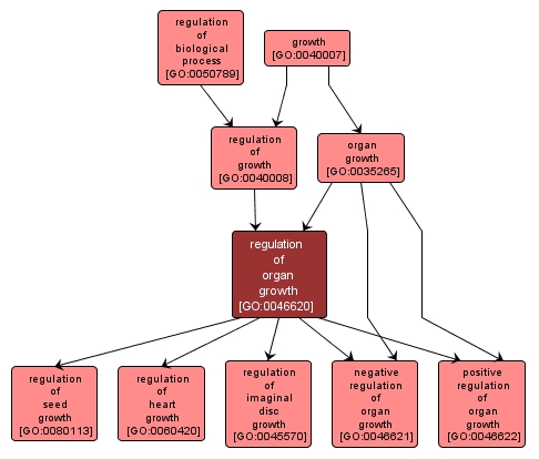 GO:0046620 - regulation of organ growth (interactive image map)