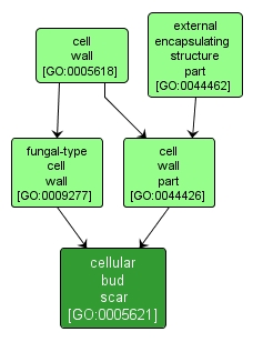 GO:0005621 - cellular bud scar (interactive image map)