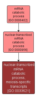 GO:0033621 - nuclear-transcribed mRNA catabolic process, meiosis-specific transcripts (interactive image map)