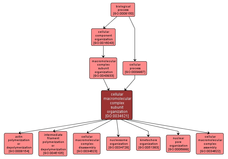 GO:0034621 - cellular macromolecular complex subunit organization (interactive image map)