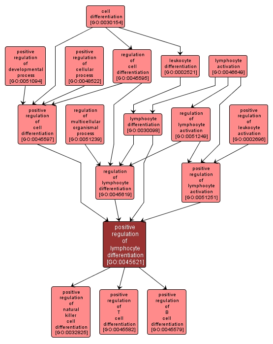 GO:0045621 - positive regulation of lymphocyte differentiation (interactive image map)