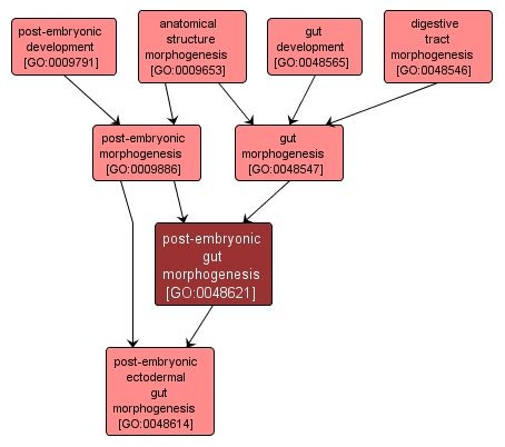 GO:0048621 - post-embryonic gut morphogenesis (interactive image map)