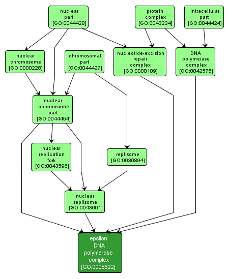 GO:0008622 - epsilon DNA polymerase complex (interactive image map)