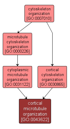 GO:0043622 - cortical microtubule organization (interactive image map)