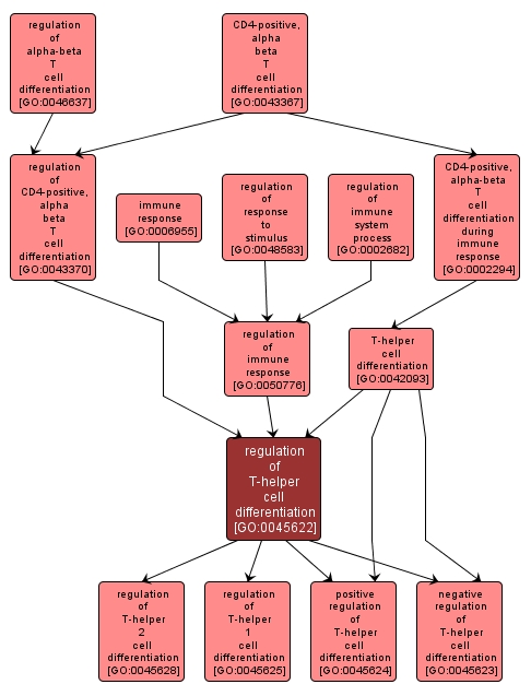 GO:0045622 - regulation of T-helper cell differentiation (interactive image map)